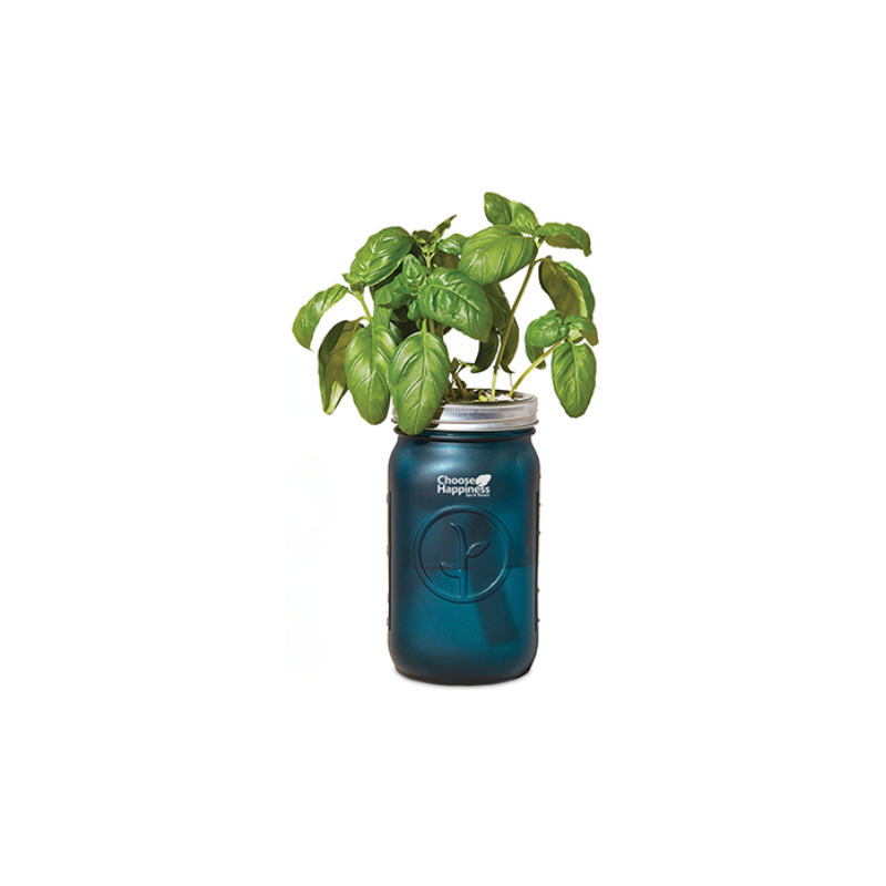 Modern Sprout Glass Indoor Herb Garden Kits